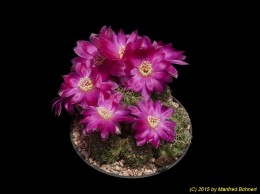 Sulcorebutia canigueralii 2293